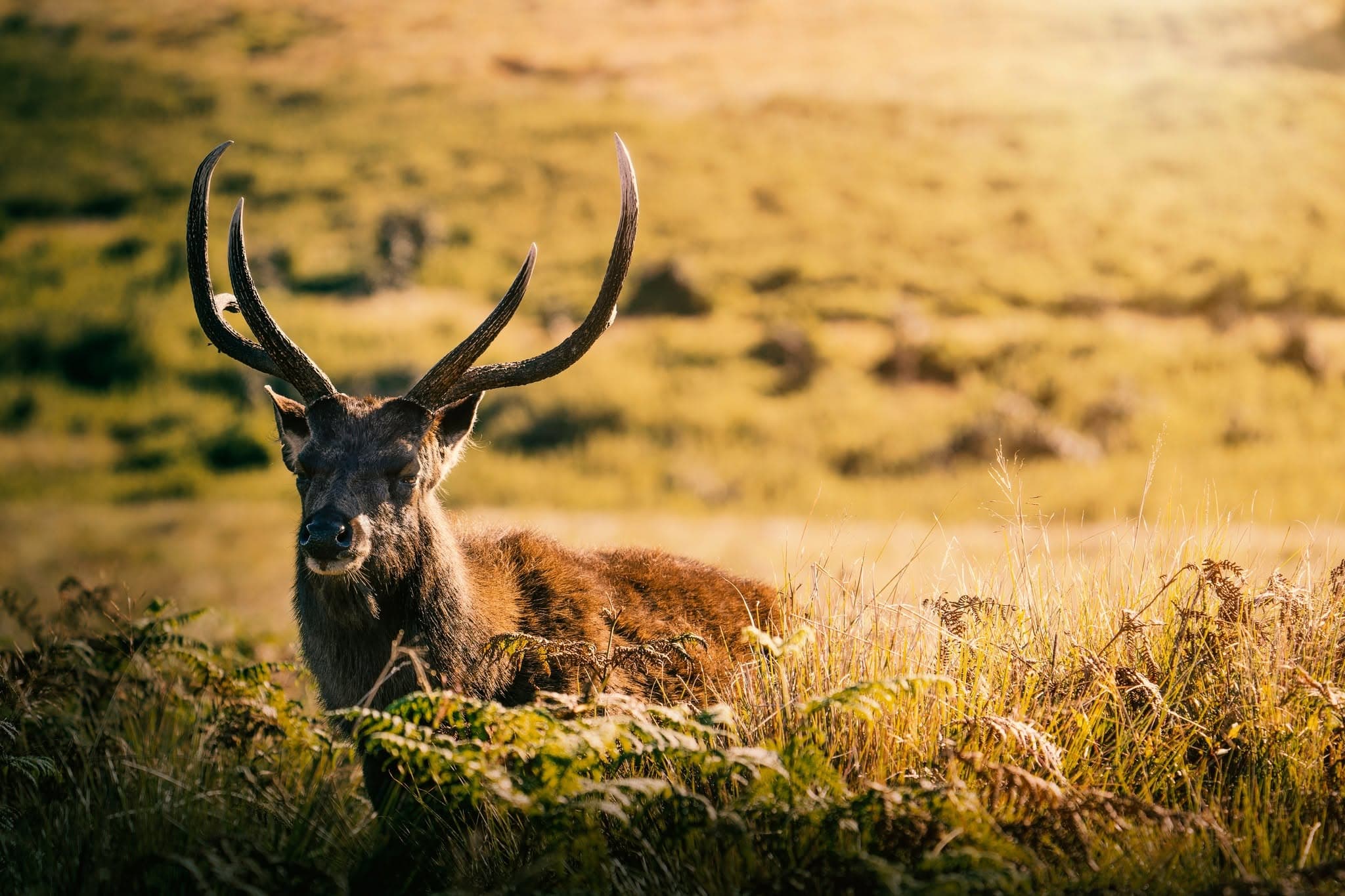 WILDLIFE EXPEDITION